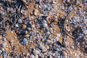Shell valves of bivalve mollusks in storm ejecta on the Black Sea coast, eastern Crimea photo