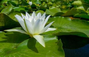 Beautiful white water lily Nymphaea alba flowers on the water surface in the lake Kugurluy, Ukraine photo