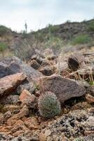 Mamillaria cactus with red prickles hooks in the crack of rocks, California photo