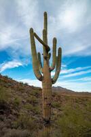 Giant cactus Saguaro cactus Carnegiea gigantea against the background of a cloudy sky photo