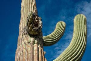 Saguaro Cactus Carnegiea gigantea in desert, giant cactus against a blue sky in winter in the desert of Arizona photo