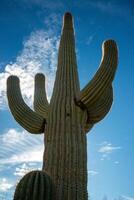 Saguaro Cactus Carnegiea gigantea in desert, giant cactus against a blue sky in winter in the desert of Arizona photo