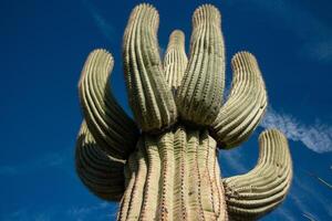 Saguaro Cactus Carnegiea gigantea in desert, giant cactus against a blue sky in winter in the desert of Arizona photo