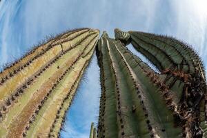 Landscape of a stone desert, photo of a cactus with a Fish Eye lens, Giant cactus Saguaro cactus Carnegiea gigantea, Arizona