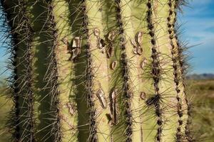 Three Giant Saguaros Carnegiea gigantea, close-up of a prickly cactus stem. Organ Pipe Cactus National Monument photo