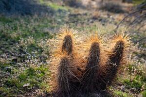 Nichol's hedgehog cactus, golden hedgehog cactus Echinocereus nicholii, Desert landscape with cacti photo
