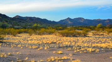 Yellow dry grass in the rays of the setting sun, in the background giant Carnegiea gigantea cacti photo