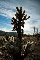 Teddy bear cholla Cylindropuntia bigelovii. Cholla Cactus Garden at Joshua Tree National Park photo