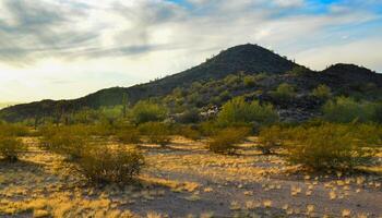 Yellow dry grass in the rays of the setting sun, in the background giant Carnegiea gigantea cacti photo