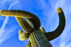 Saguaro Cactus Carnegiea gigantea in desert, giant cactus against a blue sky in winter in the desert of Arizona photo