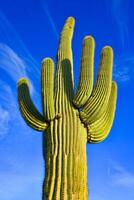 Saguaro Cactus Carnegiea gigantea in desert, giant cactus against a blue sky in winter photo