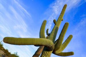 Saguaro Cactus Carnegiea gigantea in desert, giant cactus against a blue sky in winter in the desert of Arizona photo