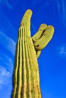 Saguaro Cactus Carnegiea gigantea in desert, giant cactus against a blue sky in winter photo