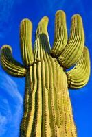 Saguaro Cactus Carnegiea gigantea in desert, giant cactus against a blue sky in winter photo