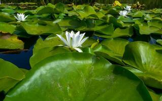 Beautiful white water lily Nymphaea alba flowers on the water surface in the lake Kugurluy, Ukraine photo