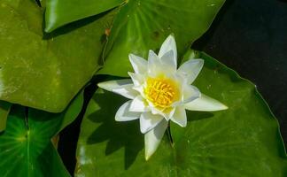 Beautiful white water lily Nymphaea alba flowers on the water surface in the lake Kugurluy, Ukraine photo