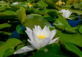 Beautiful white water lily Nymphaea alba flowers on the water surface in the lake Kugurluy, Ukraine photo