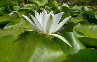 Beautiful white water lily Nymphaea alba flowers on the water surface in the lake Kugurluy, Ukraine photo