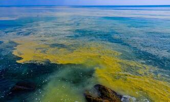 Nodularia spumigena, ecological disaster, a toxic blue-green algae bloom in the Black Sea photo