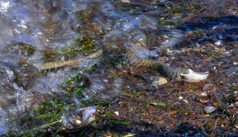 A water snake Natrix tessellata caught a goby and swallows it in the Tiligul estuary photo