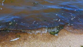 Eutrophication of the reservoir, the death of gobies and other fish in the Tiligul estuary. Water bloom, environmental problem photo