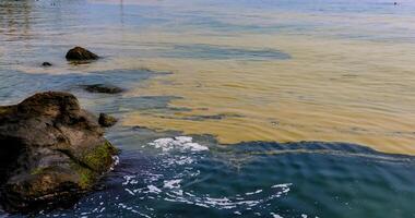 Nodularia spumigena, ecological disaster, a toxic blue-green algae bloom in the Black Sea photo
