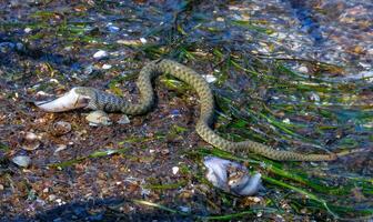A water snake Natrix tessellata caught a goby and swallows it in the Tiligul estuary photo