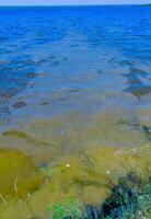 Eutrophication of the reservoir, the death of gobies and other fish in the Tiligul estuary. Water bloom, environmental problem photo