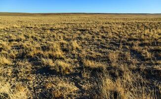 Dry grass glows in the rays of the setting sun in a desert area around Phoenix, Arizona photo