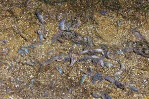 Eutrophication of the reservoir, the death of gobies and other fish in the Tiligul estuary. Water bloom, environmental problem photo