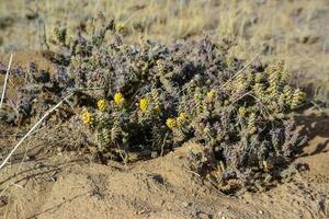 Cylindropuntia versicolor Prickly cylindropuntia with yellow fruits with seeds. Arizona cacti, USA photo