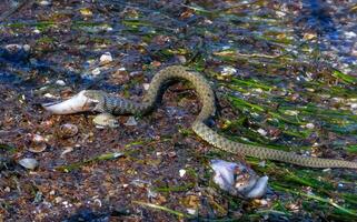 A water snake Natrix tessellata caught a goby and swallows it in the Tiligul estuary photo