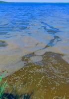 Eutrophication of the reservoir, the death of gobies and other fish in the Tiligul estuary. Water bloom, environmental problem photo