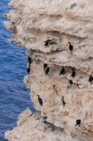 Cormorants rest on a steep bank of Pontic limestone in eastern Crimea photo