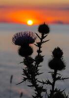 Thistle against the red sunset over the Black Sea in the Eastern Crimea photo