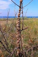 Eobania vermiculata Helicidae, accumulation of sleeping mollusks on the branches of plants in summer in the eastern Crimea photo