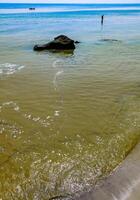 Nodularia spumigena, ecological disaster, a toxic blue-green algae bloom in the Black Sea photo