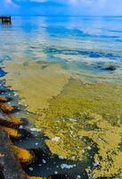 Nodularia spumigena, ecological disaster, a toxic blue-green algae bloom in the Black Sea photo