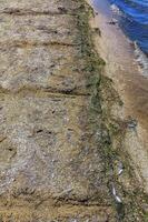 Eutrophication of the reservoir, the death of gobies and other fish in the Tiligul estuary. Water bloom, environmental problem photo