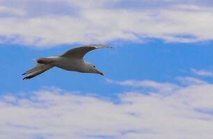 Flying seagull against a blue sky with clouds photo