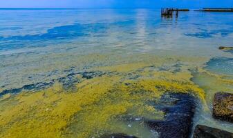 Nodularia spumigena, ecological disaster, a toxic blue-green algae bloom in the Black Sea photo