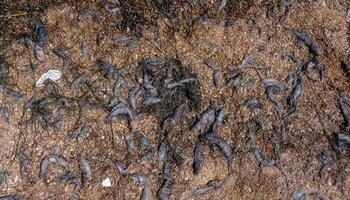 Eutrophication of the reservoir, the death of gobies and other fish in the Tiligul estuary. Water bloom, environmental problem photo