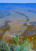 Eutrophication of the reservoir, the death of gobies and other fish in the Tiligul estuary. Water bloom, environmental problem photo