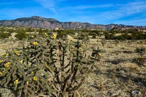 Cacti Cylindropuntia versicolor Prickly cylindropuntia with yellow fruits with seeds. New Mexico, USA photo