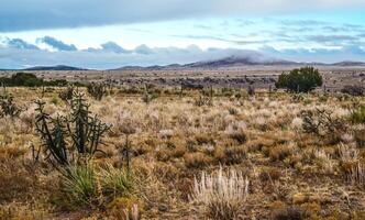 Cacti Cylindropuntia sp. Prickly cylindropuntia with yellow fruits with seeds. New Mexico, USA photo