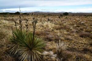 Desert landscape, yucca, cacti and desert plants on the prairies in New Mexico photo