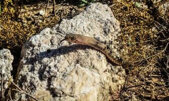A snake basking in the sun on a rock in a rocky desert in New Mexico photo