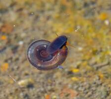 Aquatic pulmonate gastropod mollusks Planorbis planorbis, a snail crawling on a surface film of water in the clear water of Yalpug lake photo