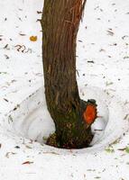 Snow melts around trees in spring, heat from the tree photo