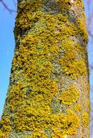 Yellow lichen on the trunk of an old tree, symbiosis of fungus and algae photo